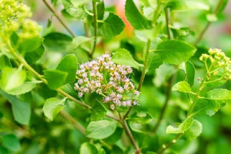 Manfaat Kesehatan dari Daun Beluntas