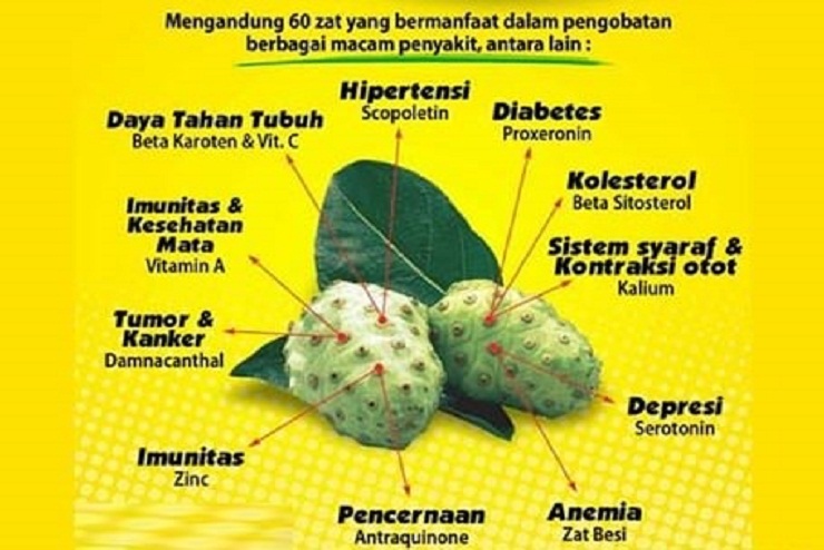 Bermacam manfaat buah mengkudu untuk kesehatan