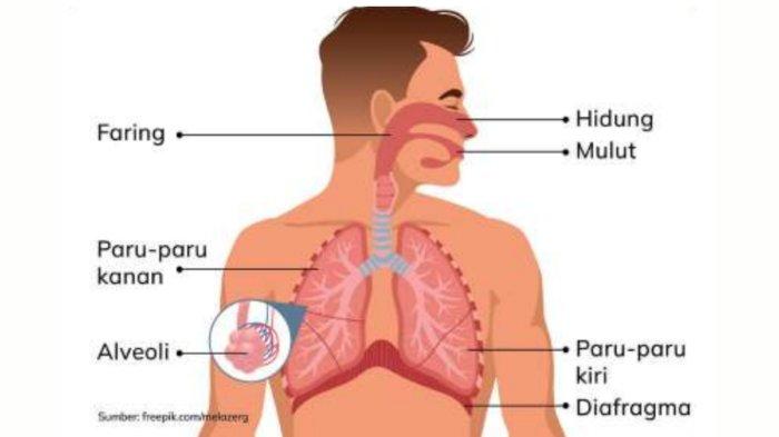 Tryout Online IPA Organ Tubuh: Persiapan Optimal untuk Siswa