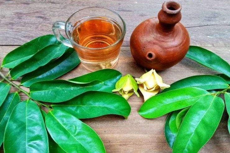 Khasiat Rebusan Daun Sirsak Bagi Kesehatan Tubuh Terutama Bagi Penderita Kolesterol