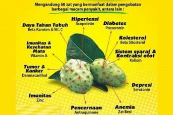 Bermacam manfaat buah mengkudu untuk kesehatan