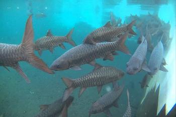 Tempat Wisata Keluarga di Kuningan, Jawa Barat - Cibulan Ikan Dewa