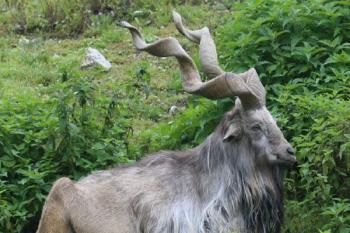 Fakta Unik Hewan Nasional Pakistan Markhor